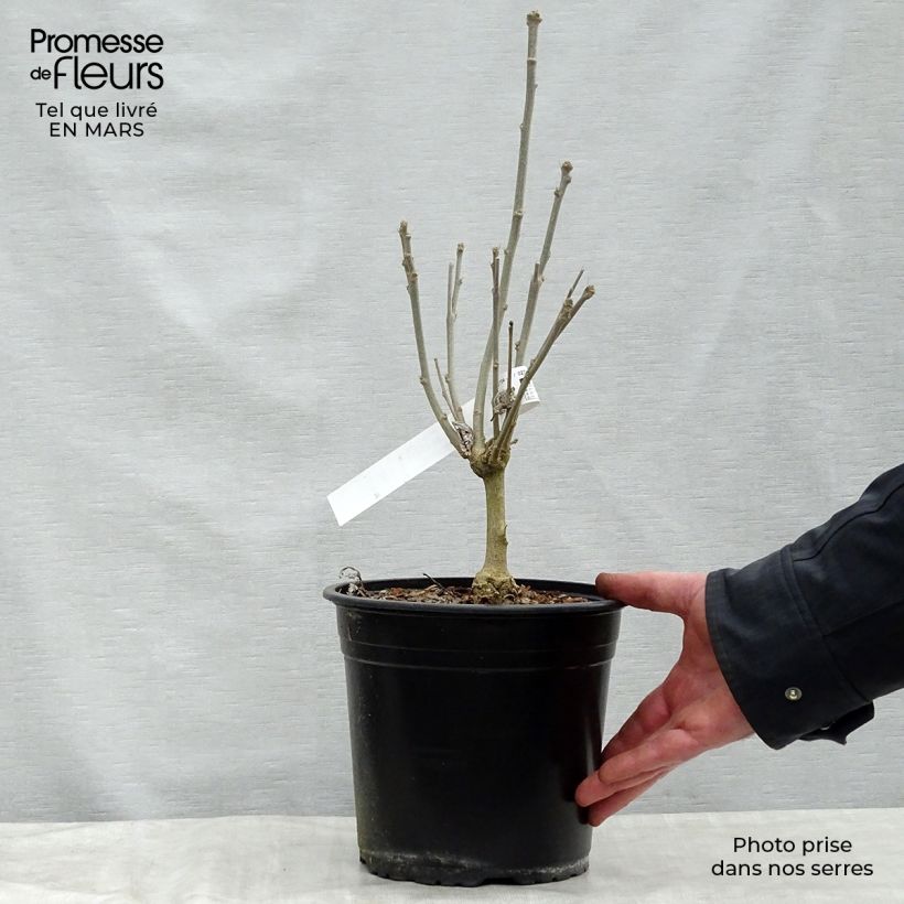 Hibiscus syriacus French Cabaret Red - Ibisco Vaso da 3L/4L esemplare consegnato in primavera