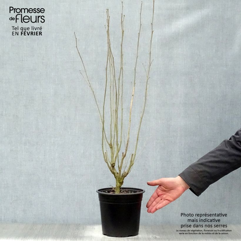 Hibiscus syriacus French Cabaret Red - Ibisco Vaso da 3L/4L esemplare consegnato in inverno