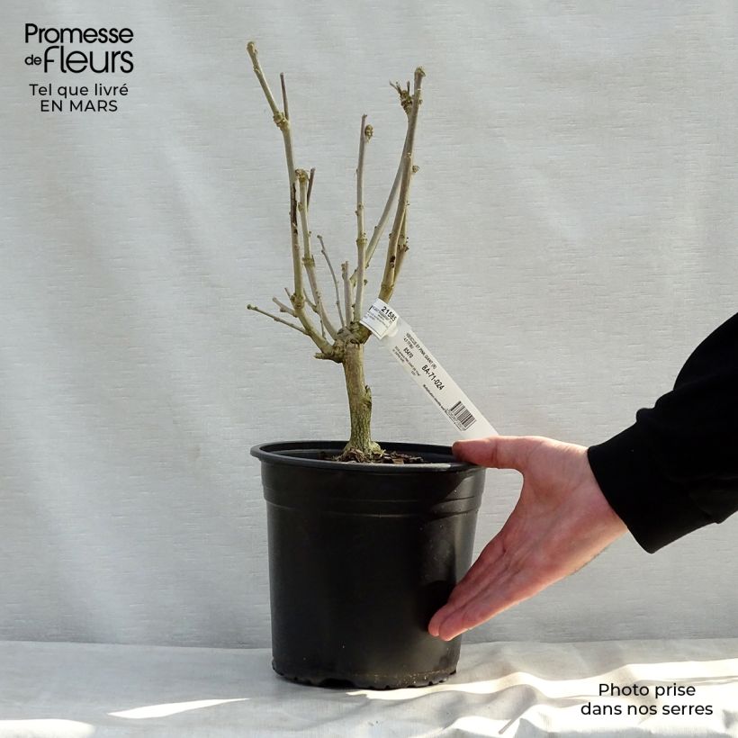 Hibiscus syriacus Pink Giant - Ibisco Vaso da 4L/5L esemplare consegnato in primavera