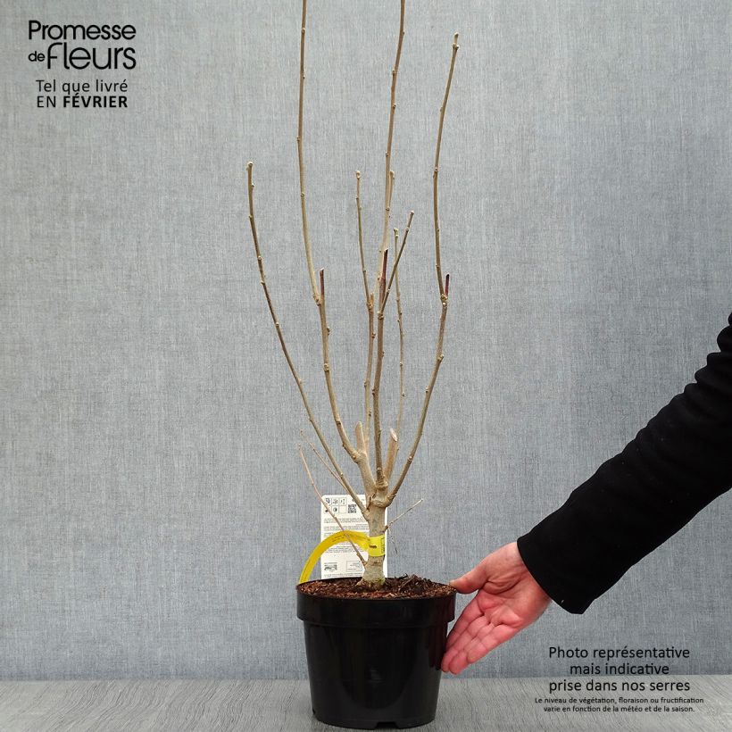 Hibiscus Rose Moon - Ibisco Vaso da 3L/4L esemplare consegnato in inverno