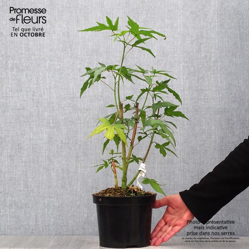 Esemplare di Hibiscus coccineus - Ibisco scarlatto Vaso da 4L/5L come consegnato in autunno