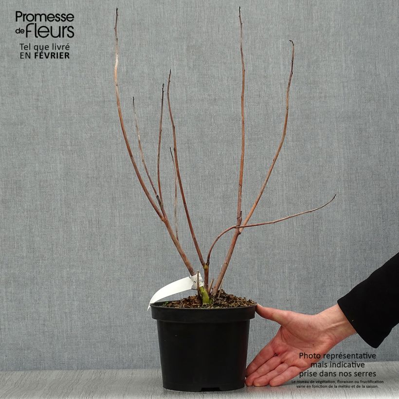 Hibiscus coccineus - Ibisco scarlatto Vaso da 4L/5L esemplare consegnato in inverno