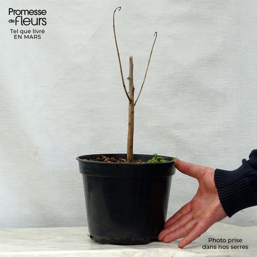 Hibiscus coccineus - Ibisco scarlatto Vaso da 4L/5L esemplare consegnato in primavera