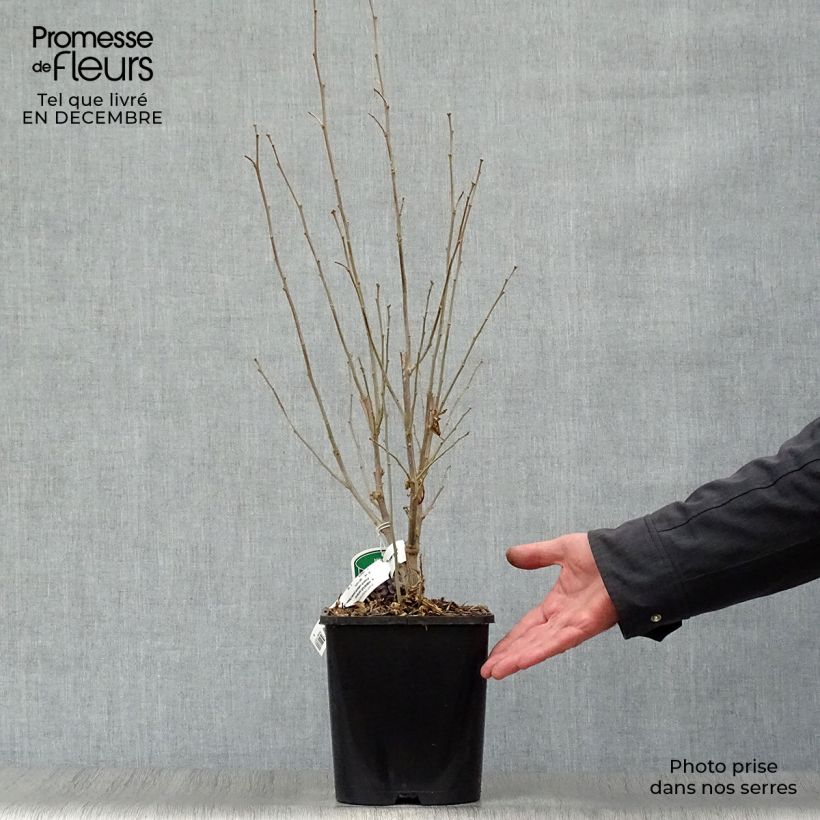 Hibiscus syriacus French Cabaret Pastel - Ibisco Vaso da 3L/4L esemplare consegnato in inverno