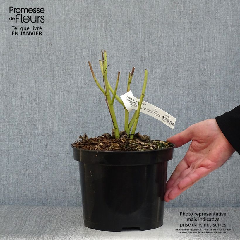 Hibiscus moscheutos Cherry Cheesecake - Ibisco palustre Vaso da 3L/4L esemplare consegnato in inverno