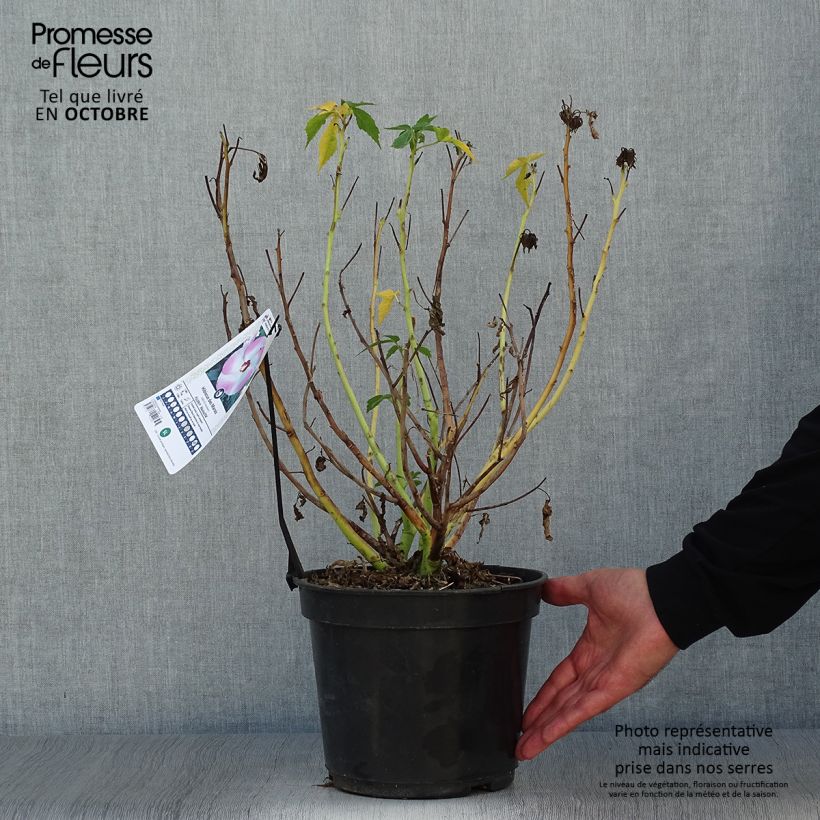 Esemplare di Hibiscus moscheutos Fujin - Ibisco palustre Vaso da 4L/5L come consegnato in autunno