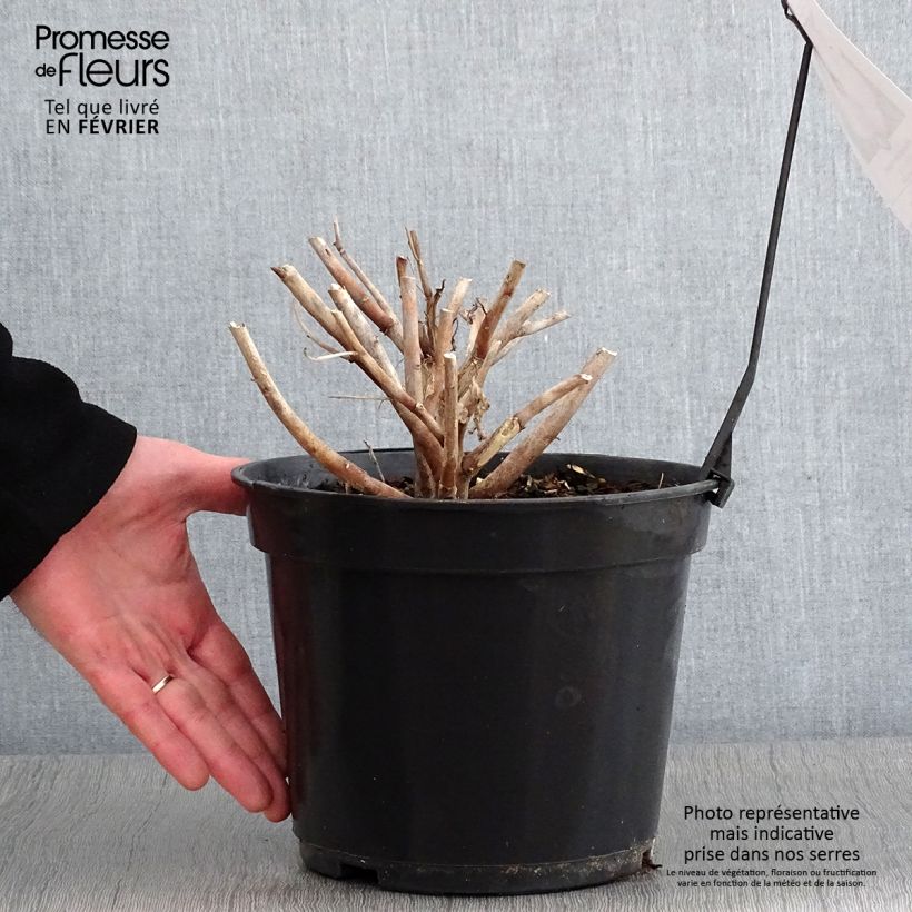 Hibiscus moscheutos Fujin - Ibisco palustre Vaso da 4L/5L esemplare consegnato in inverno