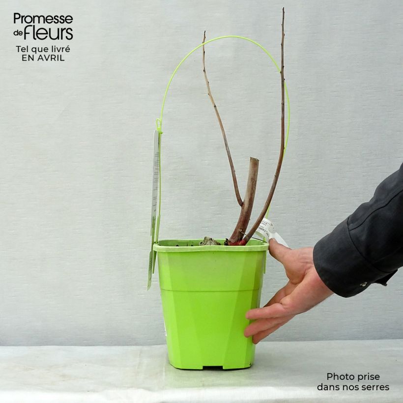 Hibiscus moscheutos Joli Coeur - Ibisco palustre Vaso da 3L/4L esemplare consegnato in primavera