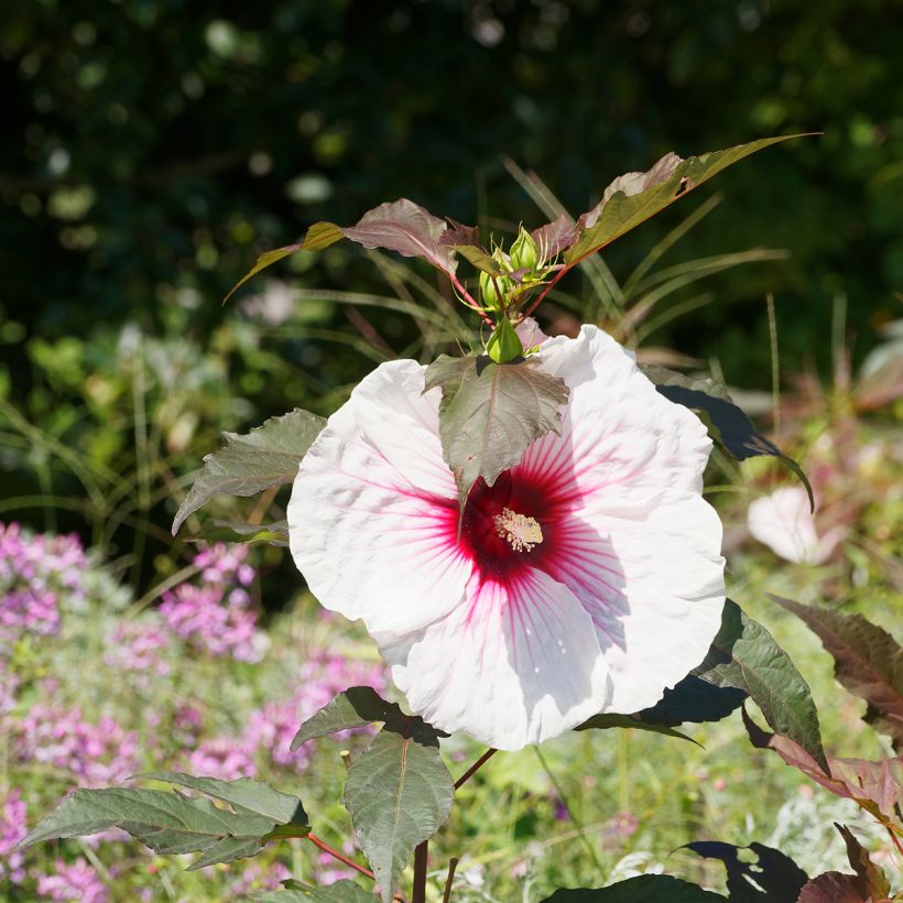 Hibiscus moscheutos Joli Coeur - Ibisco palustre (Fioritura)