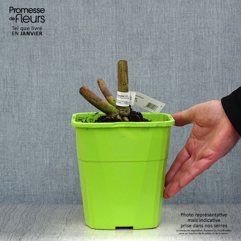 Hibiscus moscheutos Joli Coeur - Ibisco palustre Vaso da 3L/4L esemplare consegnato in inverno