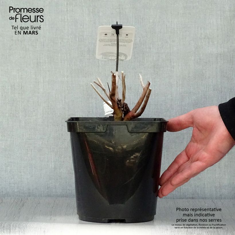 Hibiscus moscheutos Midnight Marvel - Ibisco palustre Vaso da 3L/4L esemplare consegnato in primavera