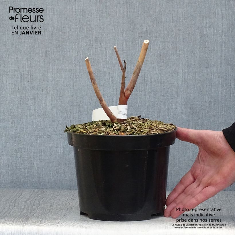 Hibiscus moscheutos Midnight Marvel - Ibisco palustre Vaso da 3L/4L esemplare consegnato in inverno