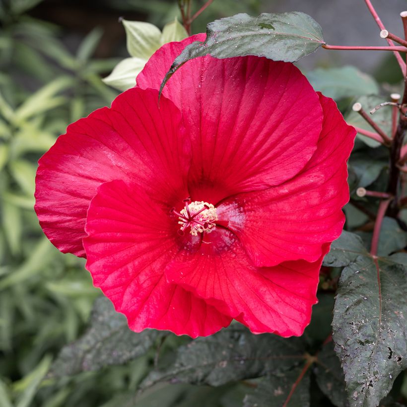 Hibiscus moscheutos Midnight Marvel - Ibisco palustre (Fioritura)