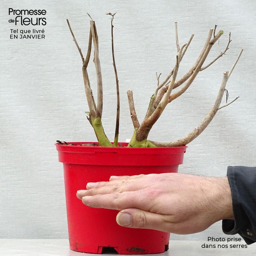 Hibiscus moscheutos PLANET Griotte - Ibisco palustre Vaso da 3L/4L esemplare consegnato in inverno