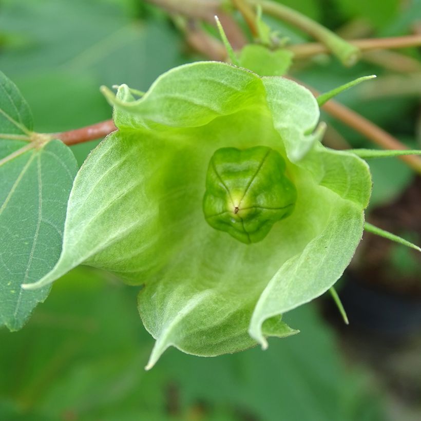 Hibiscus moscheutos PLANET Griotte - Ibisco palustre (Raccolta)