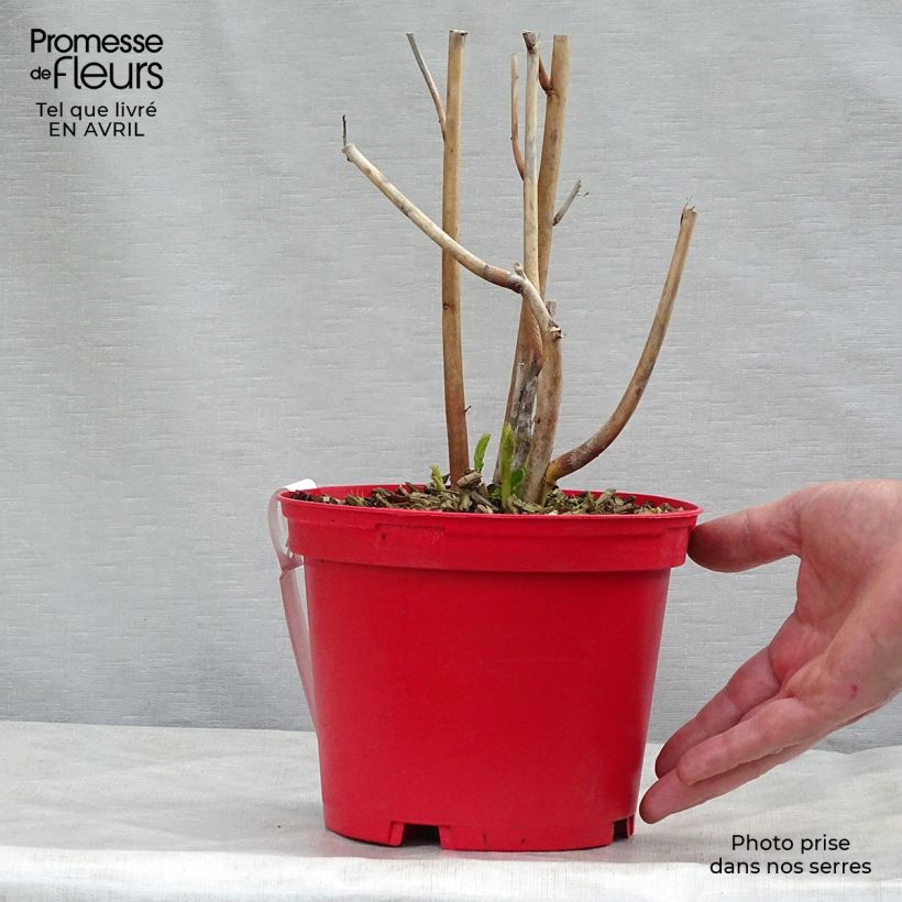 Hibiscus moscheutos PLANET Griotte - Ibisco palustre Vaso da 3L/4L esemplare consegnato in primavera