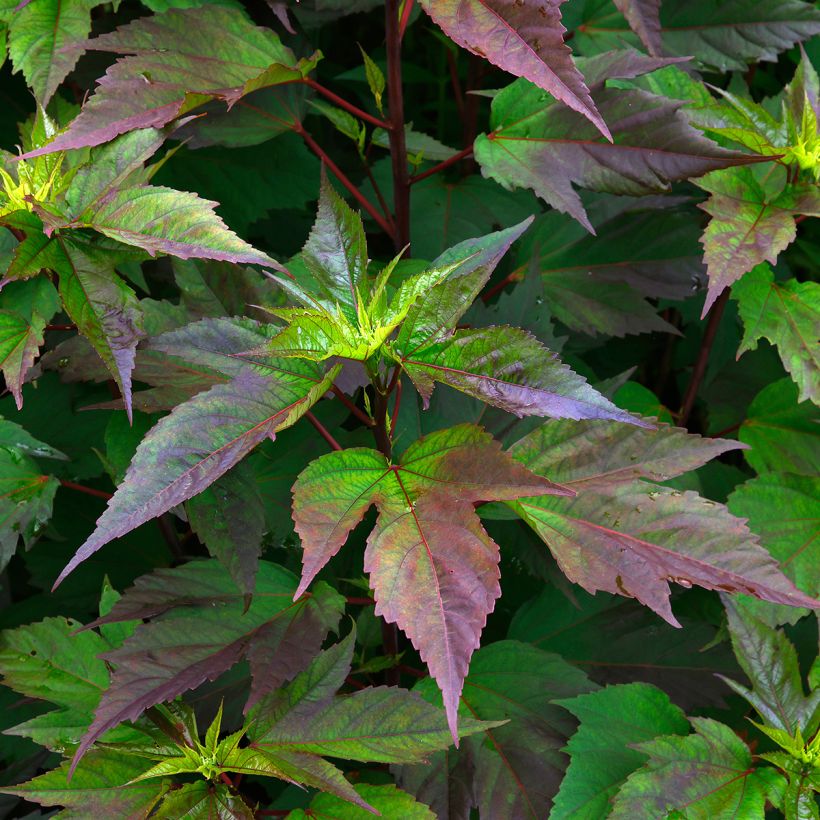 Hibiscus moscheutos PLANET Griotte - Ibisco palustre (Fogliame)