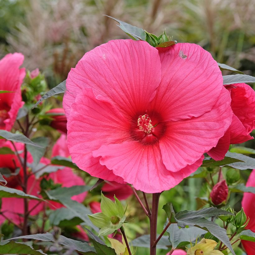 Hibiscus moscheutos PLANET Griotte - Ibisco palustre (Fioritura)