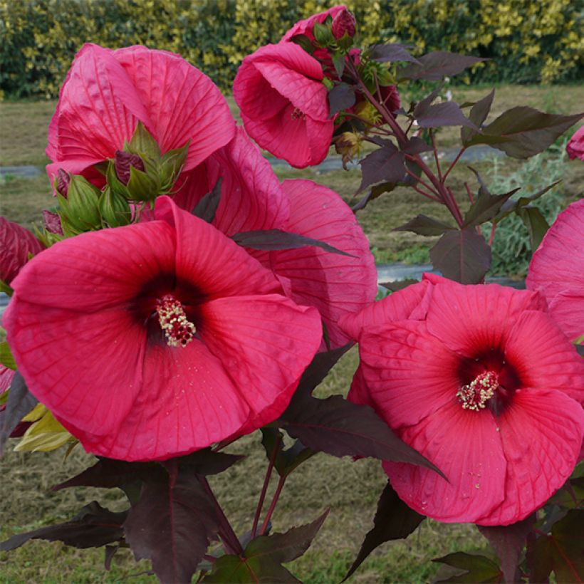 Hibiscus moscheutos PLANET Griotte - Ibisco palustre (Fogliame)