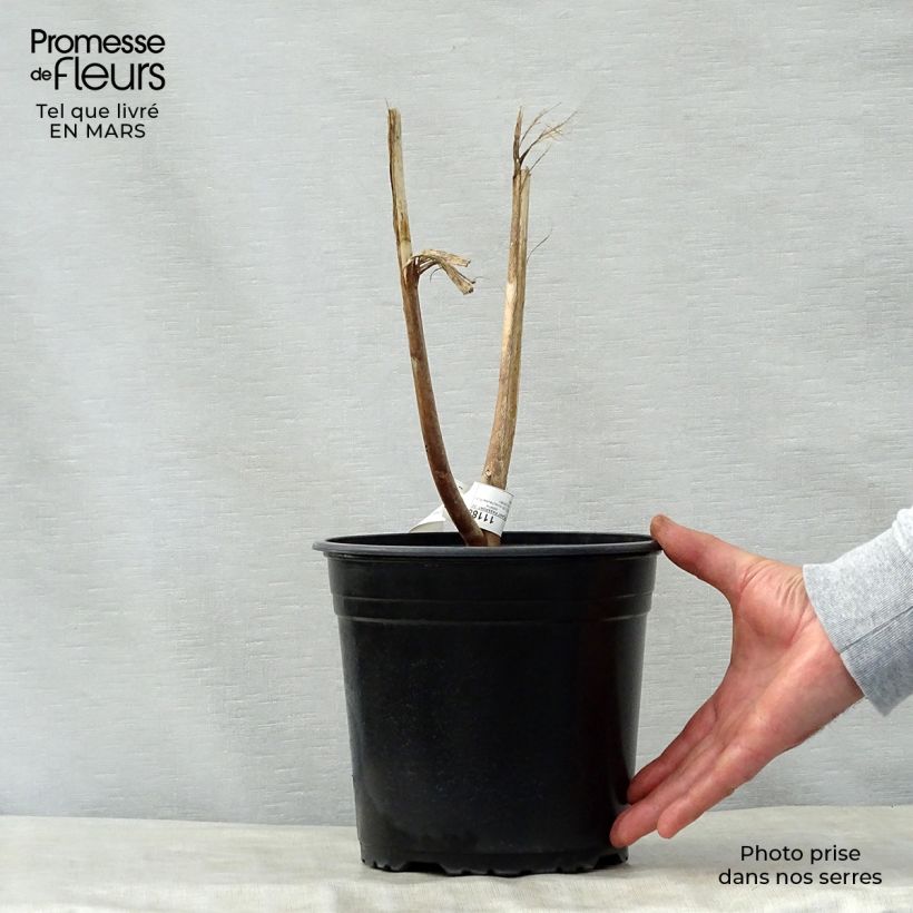 Hibiscus moscheutos PLANET Solène - Ibisco palustre Vaso da 3L/4L esemplare consegnato in primavera