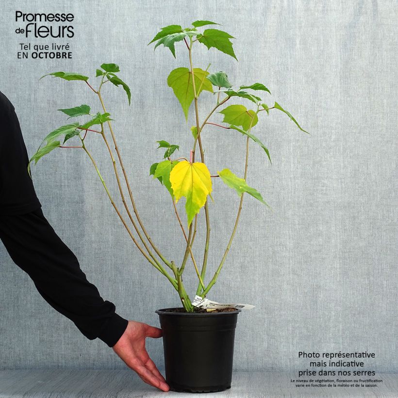 Esemplare di Hibiscus moscheutos PLANET Solène - Ibisco palustre Vaso da 3L/4L come consegnato in autunno