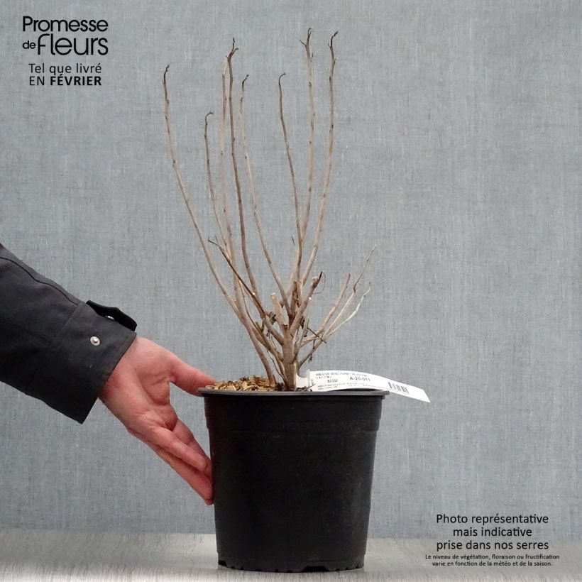 Hibiscus moscheutos PLANET Solène - Ibisco palustre Vaso da 3L/4L esemplare consegnato in inverno