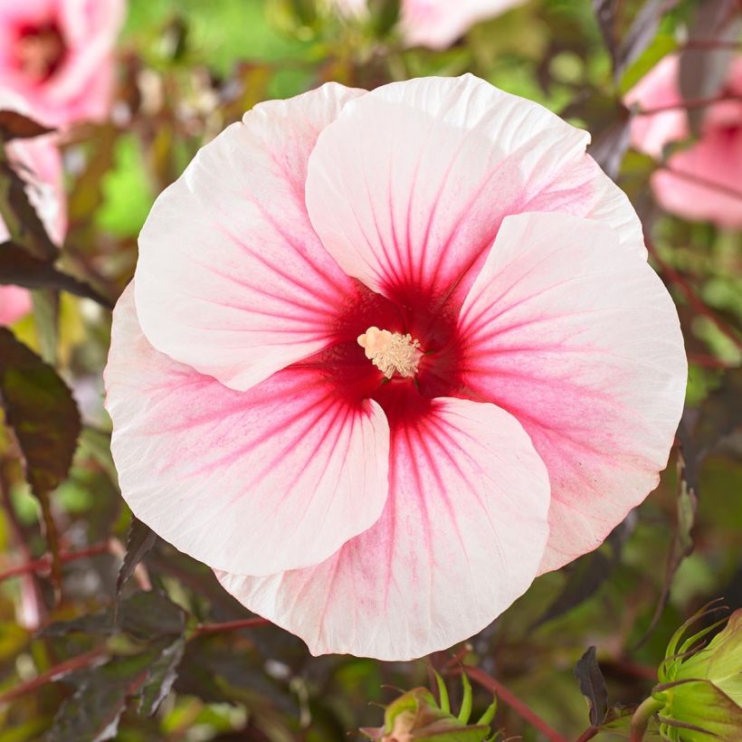 Hibiscus moscheutos Pink Candy - Ibisco palustre (Fioritura)