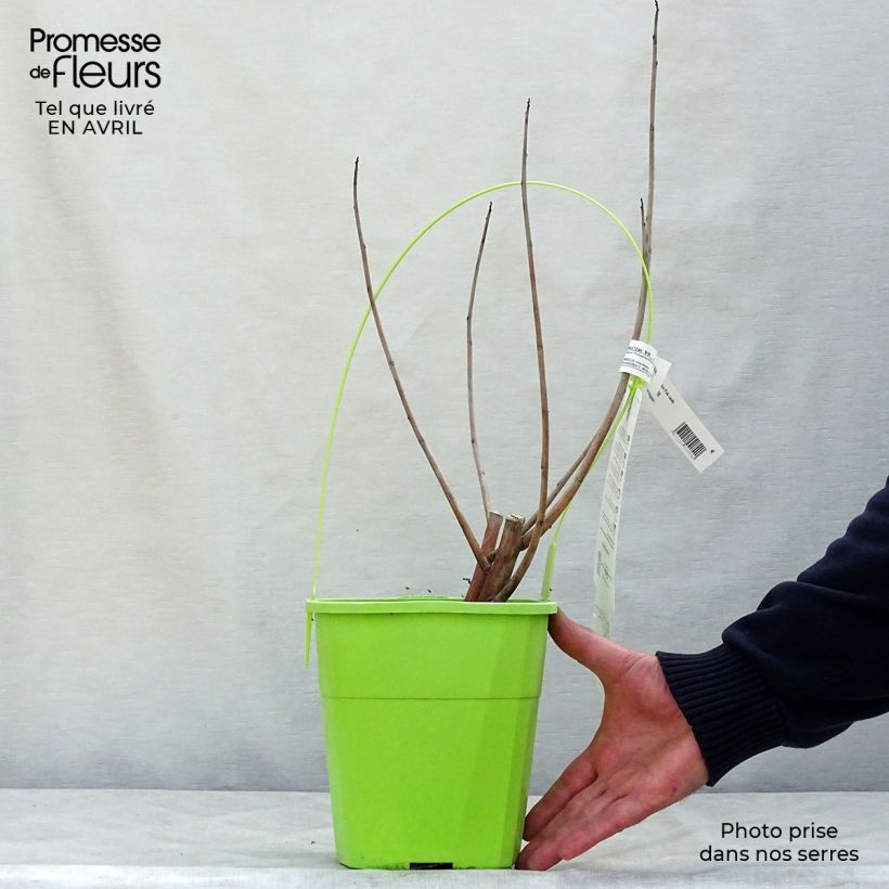 Hibiscus moscheutos Pink Candy - Ibisco palustre Vaso da 3L/4L esemplare consegnato in primavera