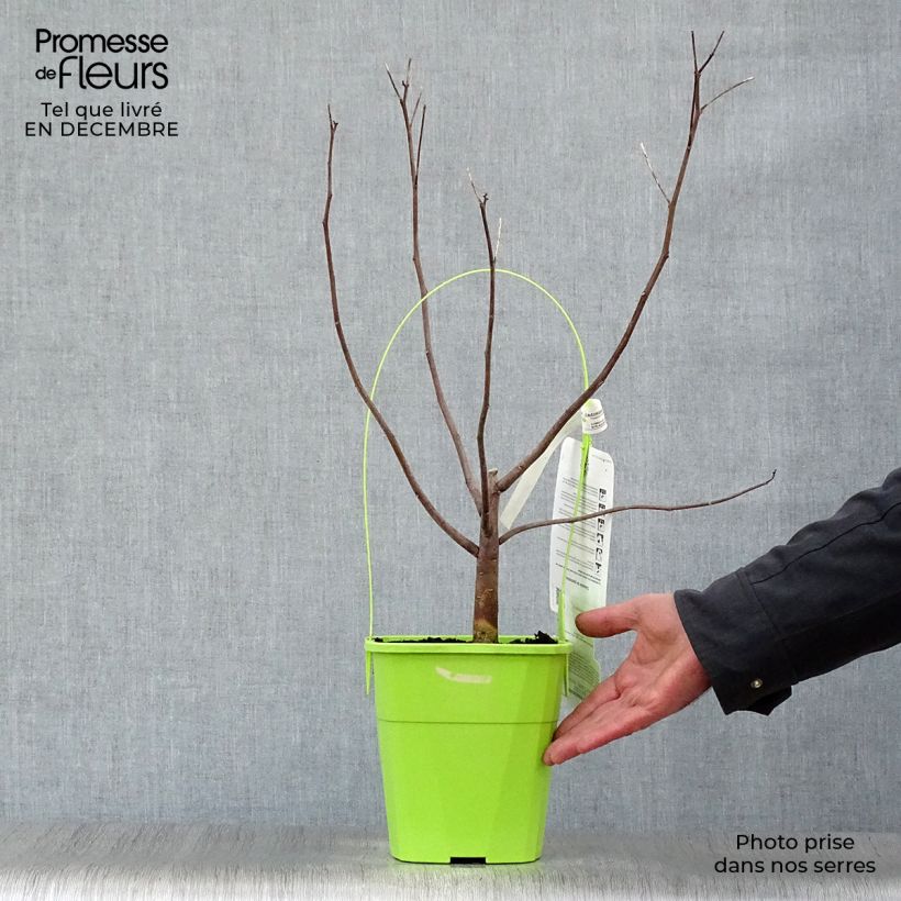 Hibiscus moscheutos Pink Candy - Ibisco palustre Vaso da 3L/4L esemplare consegnato in inverno