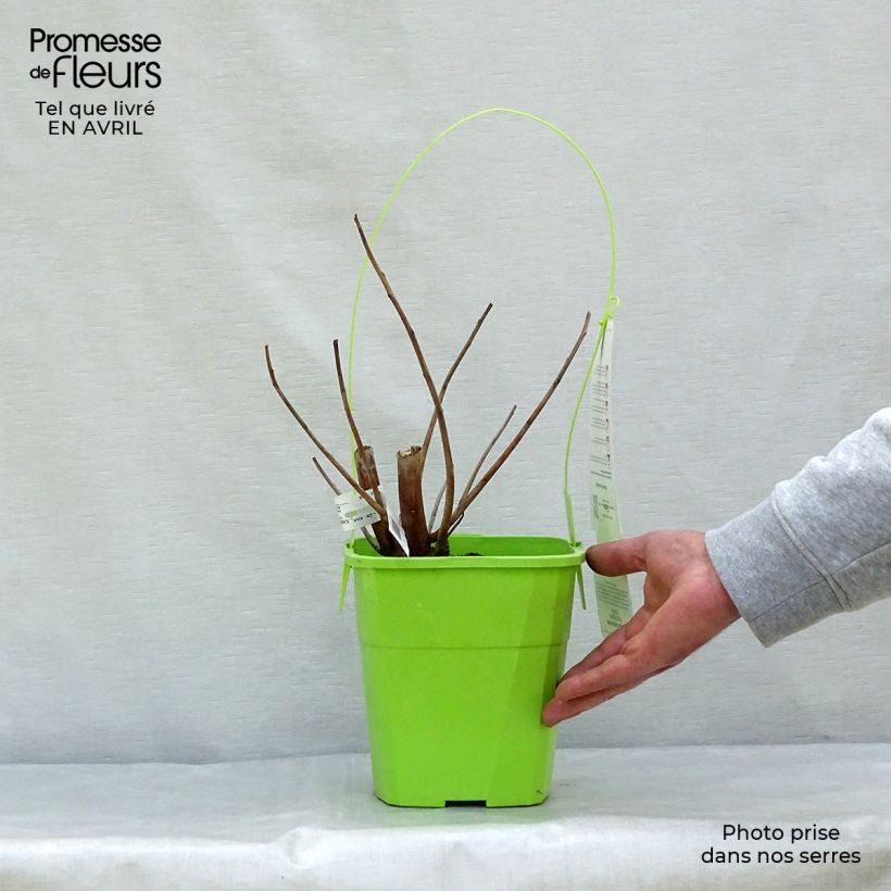 Hibiscus moscheutos Pink Passion - Ibisco palustre Vaso da 3L/4L esemplare consegnato in primavera