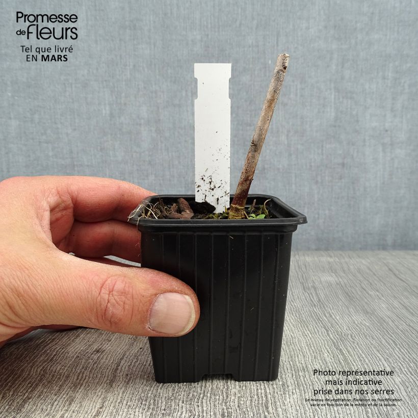 Hibiscus moscheutos Pink Passion - Ibisco palustre Vasetto da 8/9 cm esemplare consegnato in inverno