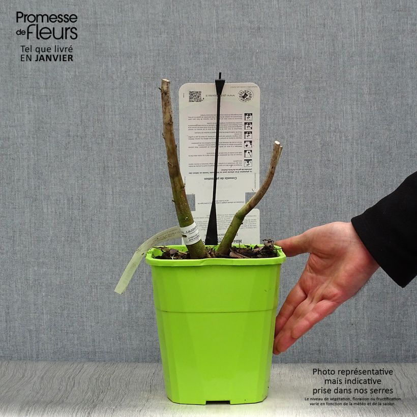 Hibiscus moscheutos Pink Passion - Ibisco palustre Vaso da 3L/4L esemplare consegnato in inverno