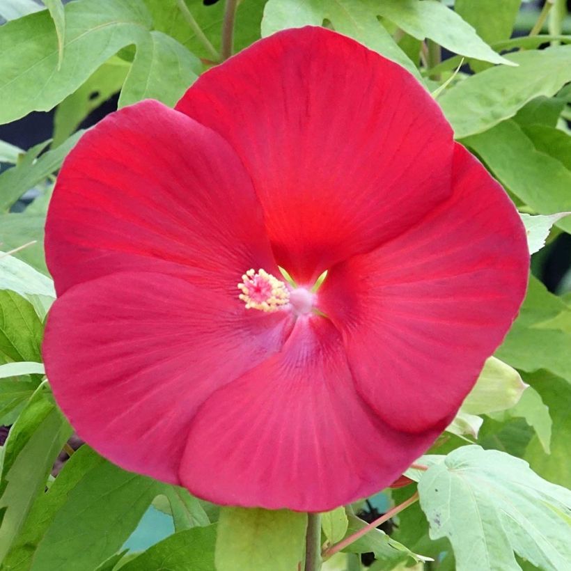 Hibiscus moscheutos Raijin - Ibisco palustre (Fioritura)
