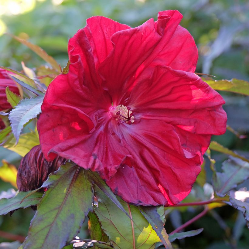 Hibiscus moscheutos Red Wine - Ibisco palustre (Fioritura)