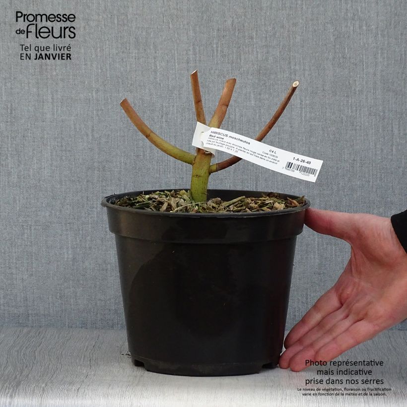 Hibiscus moscheutos Red Wine - Ibisco palustre Vaso da 4L/5L esemplare consegnato in inverno