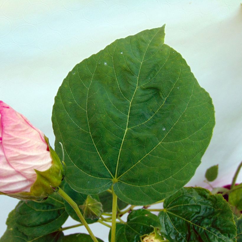 Hibiscus moscheutos Rose - Ibisco palustre (Fogliame)