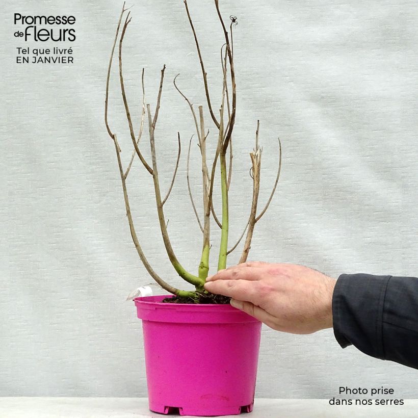 Hibiscus moscheutos Rose - Ibisco palustre Vaso da 2L/3L esemplare consegnato in inverno