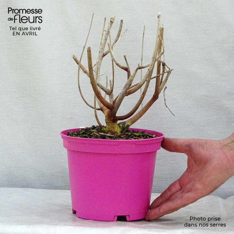 Hibiscus moscheutos Rose - Ibisco palustre Vaso da 2L/3L esemplare consegnato in primavera