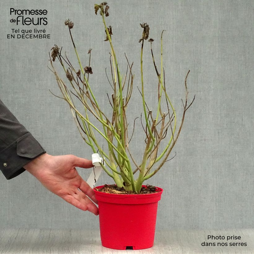 Hibiscus moscheutos Red - Ibisco palustre Vaso da 2L/3L esemplare consegnato in inverno