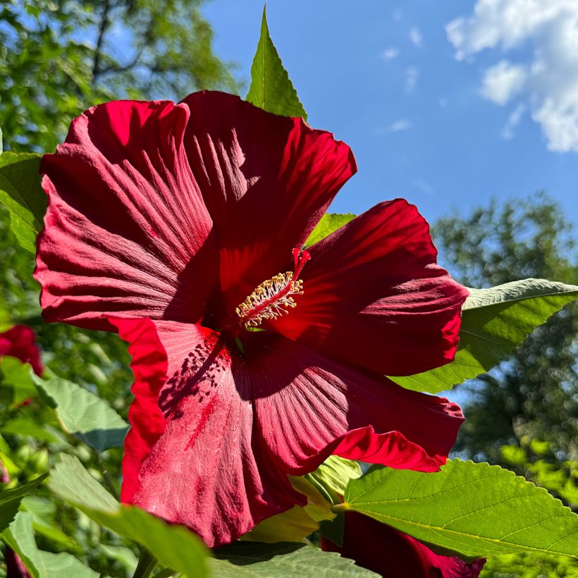 Hibiscus moscheutos Red - Ibisco palustre (Fioritura)
