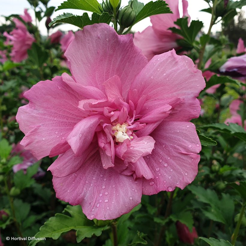 Hibiscus syriacus Beautifull Magenta - Ibisco (Fioritura)