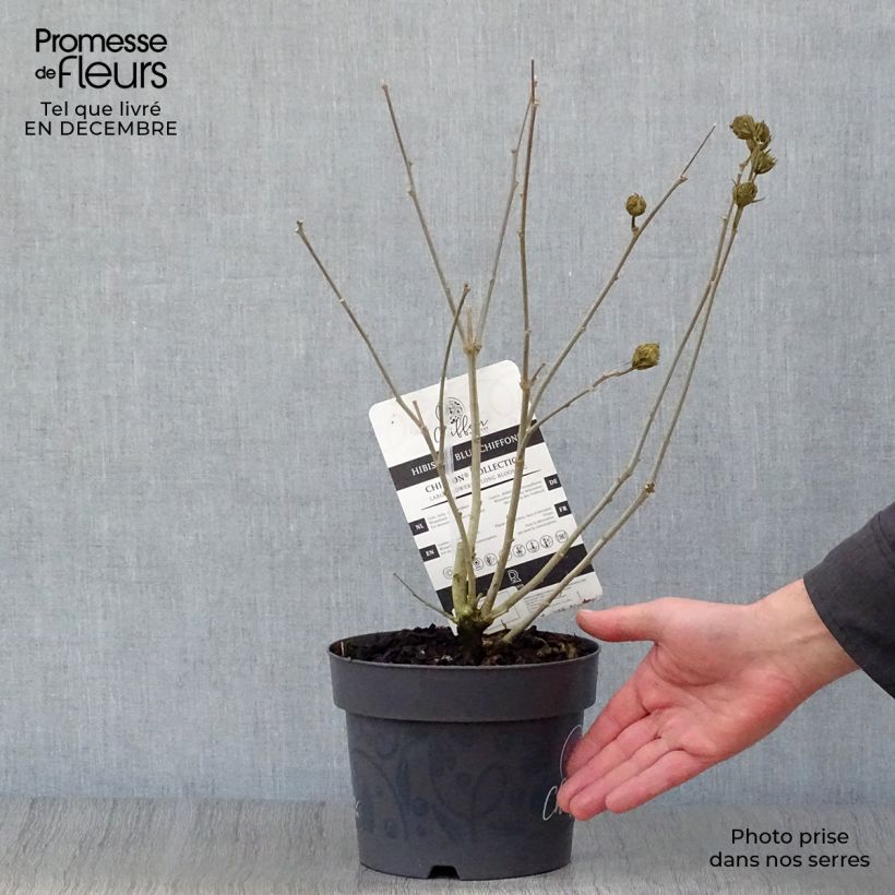 Hibiscus syriacus Blue Chiffon - Ibisco Vaso da 2L/3L esemplare consegnato in inverno