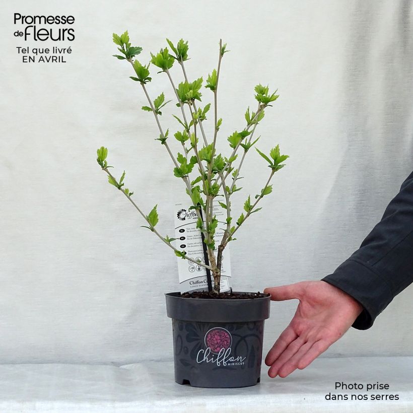 Hibiscus syriacus Blue Chiffon - Ibisco Vaso da 2L/3L esemplare consegnato in primavera