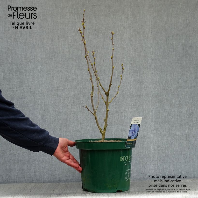 Hibiscus syriacus Blue Chiffon - Ibisco Vaso da 6L/7L esemplare consegnato in primavera