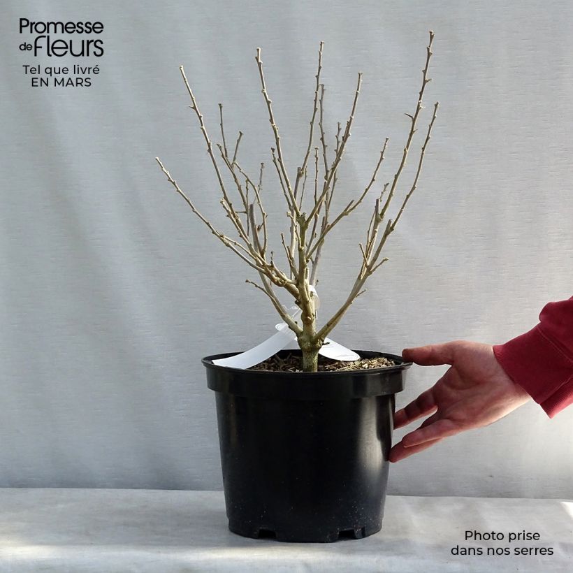 Hibiscus syriacus Blue Chiffon - Ibisco Vaso da 6L/7L esemplare consegnato in inverno