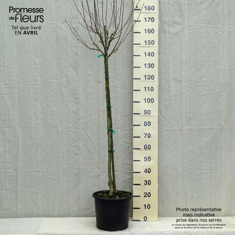 Hibiscus syriacus China Chiffon - Ibisco Vaso da 12L/15L, Vaso impalcato medio esemplare consegnato in primavera