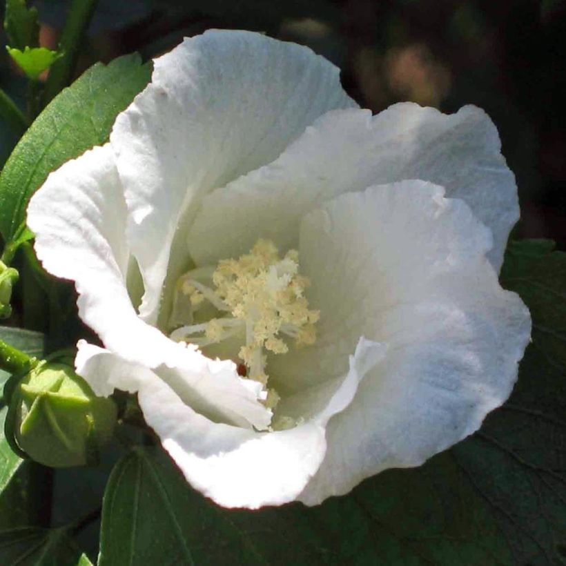 Hibiscus syriacus Diana - Ibisco (Fioritura)