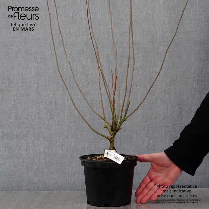 Hibiscus syriacus Duc de Brabant - Ibisco Vaso da 3L/4L esemplare consegnato in inverno