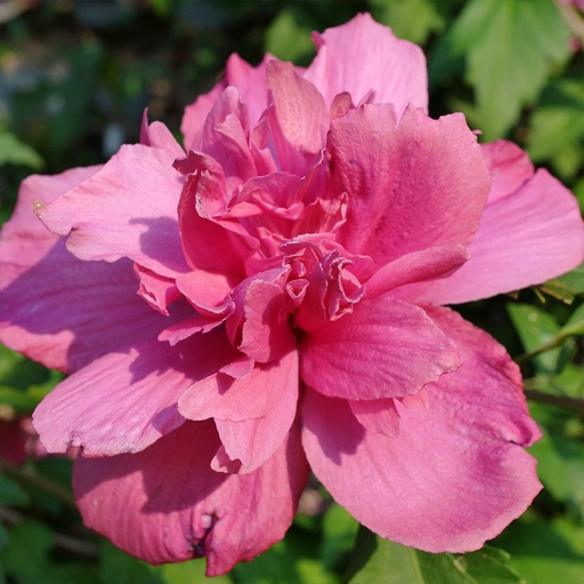 Hibiscus syriacus Duc de Brabant - Ibisco (Fioritura)