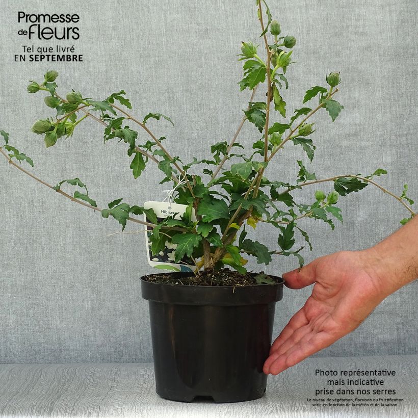 Esemplare di Hibiscus syriacus Eléonore - Ibisco Vaso da 2L/3L come consegnato in autunno